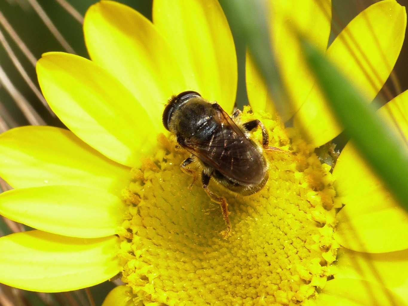 Piccolo syrphidae: Merodon sp.